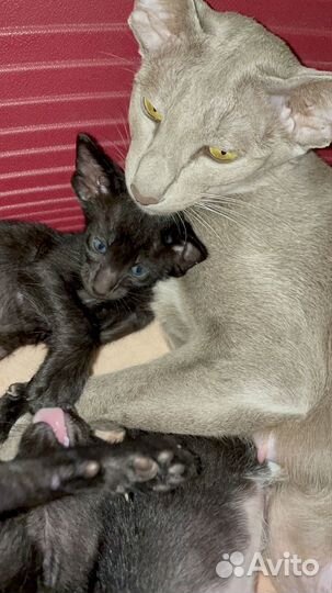Котята ориенталы