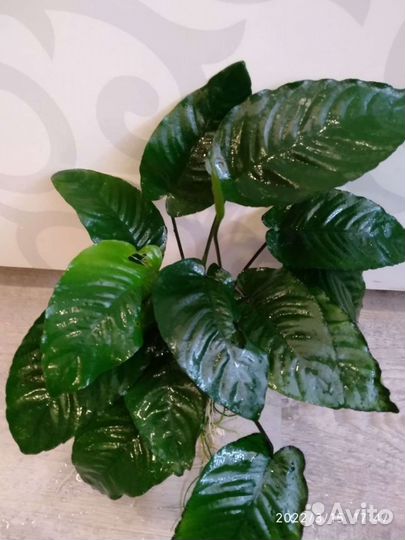 Анубиас бартери широколистный