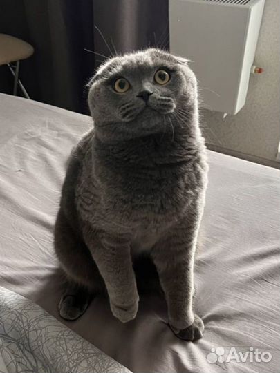 Шотландец вислоухий