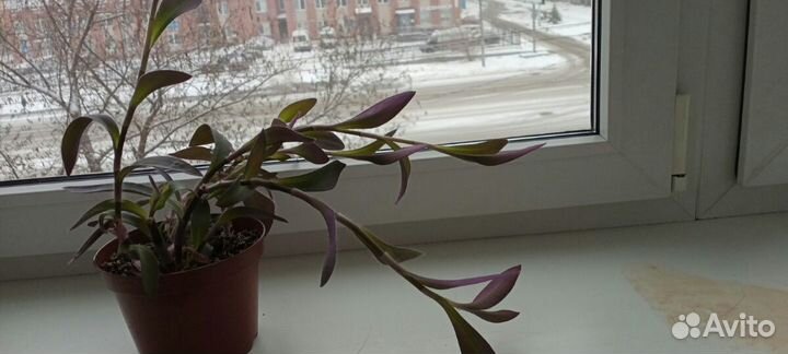 Сеткреазия пурпурная. Традесканция фиолетовая