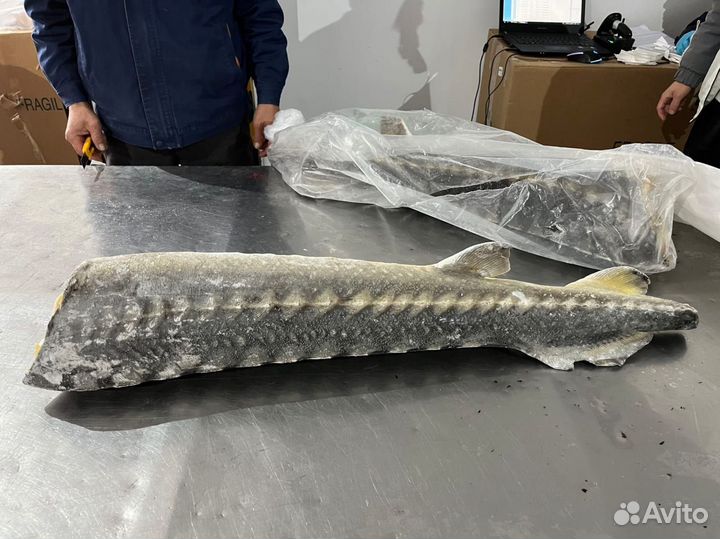 Царская рыба с/м