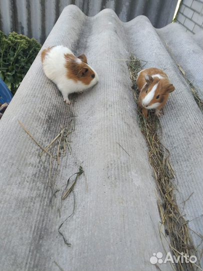 Морские свинки