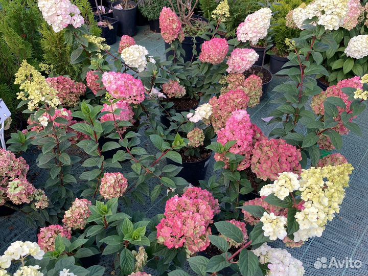 Гортензия метельчатая