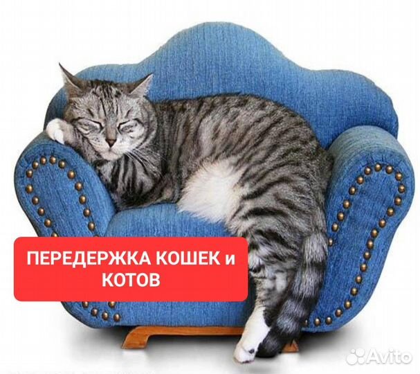 Передержка животных кошек и котов