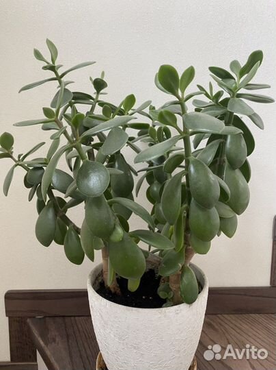 Толстянка, денежное дерево 3 штуки 36-38см