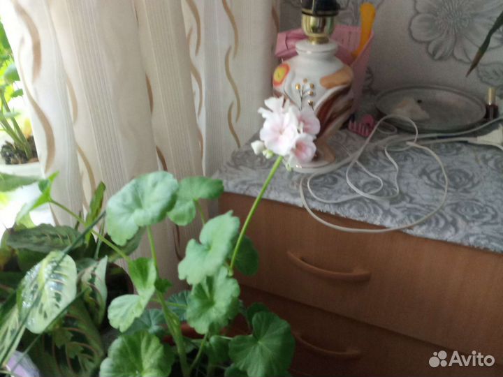 Комнатные растения