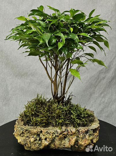 Бонсай комнатный