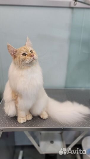 Стрижка собак, груминг кошек