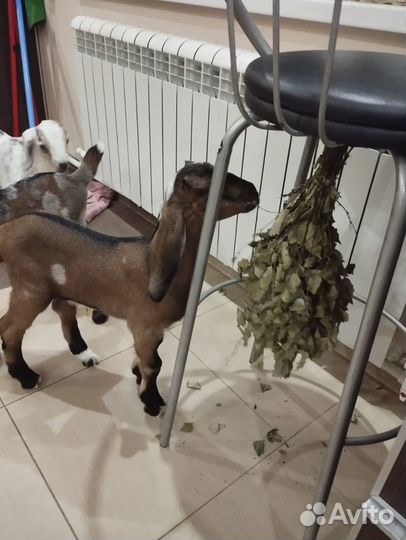 Нубийские козлята