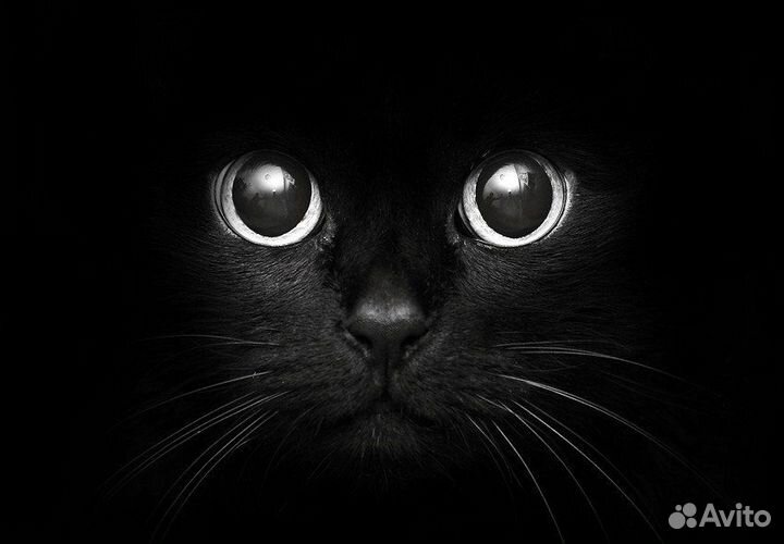 Черные кошки, коты и котята (коттэ)