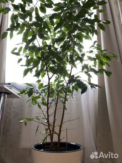 Фикус бенджамина большой