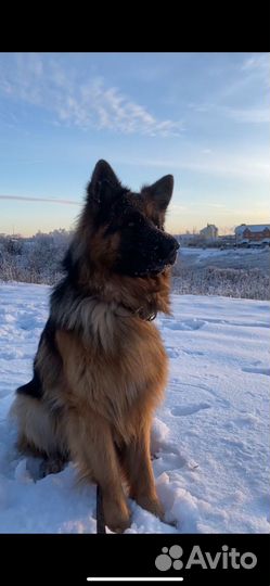 Немецкая овчарка (длинношерстный) вязка
