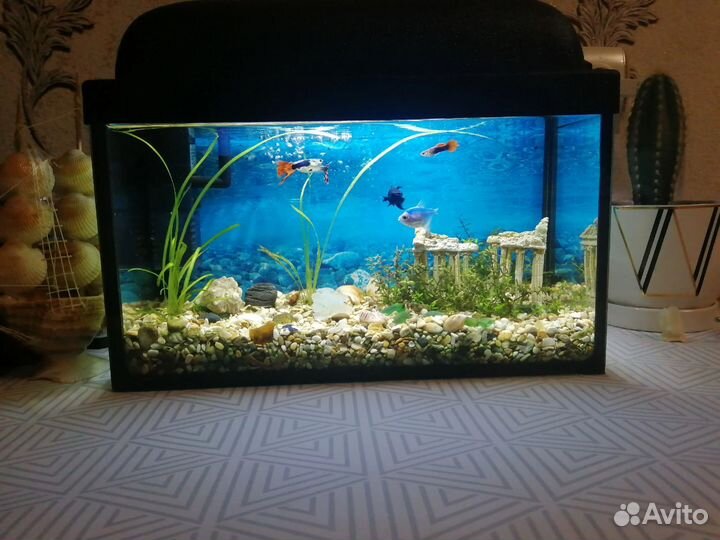 Аквариум