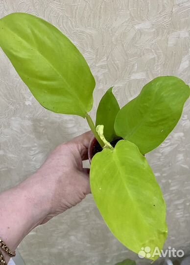 Филодендроны, сингониумы,Сциндапсусы