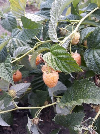 Малина ягода