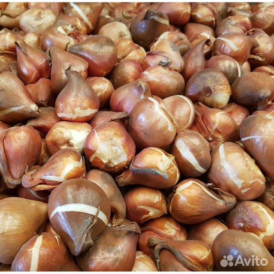 Луковица тюльпанов оптом 12;14+для выгонки