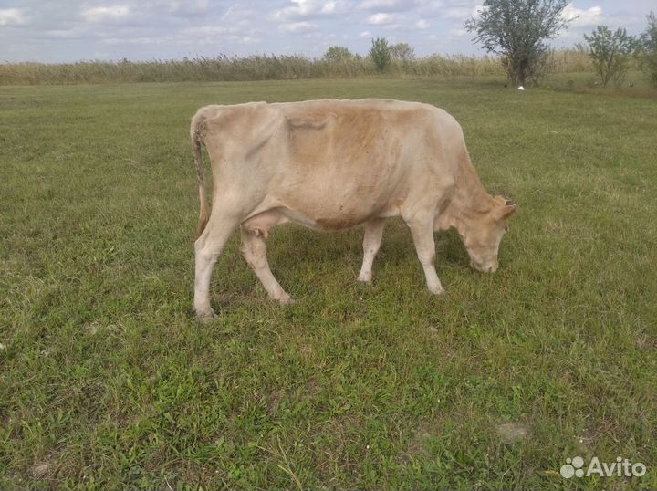 Бычки и коровы