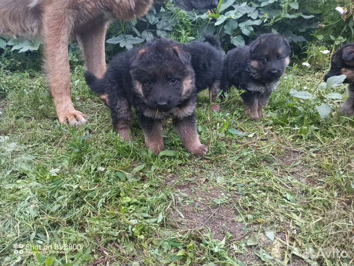 Щенки немецкой овчарки