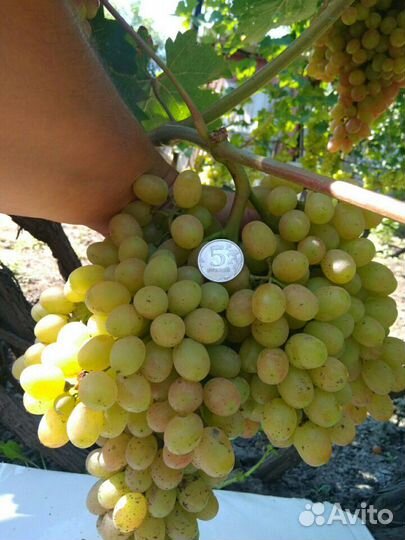 Черенки винограда