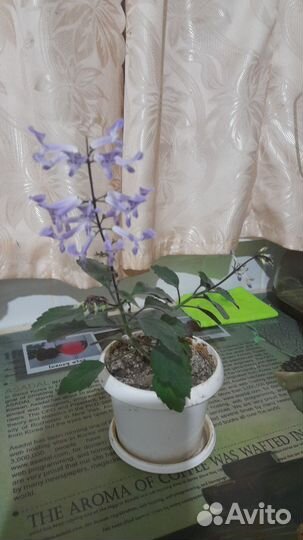 Шпороцветник