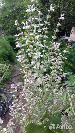 Шалфей мускатный и Лилейник саженцы