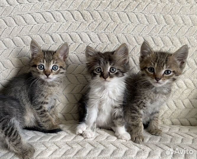 Котята бесплатно