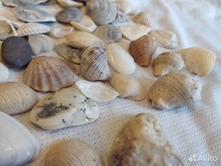 Ракушки морские