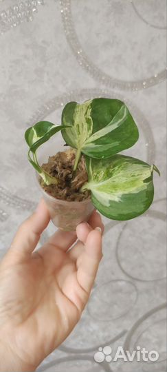 Эпипремнум тайский клон