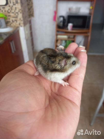 Джунгарский хомяк бесплатно