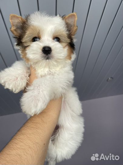 Мини мальчик йорк блюберри