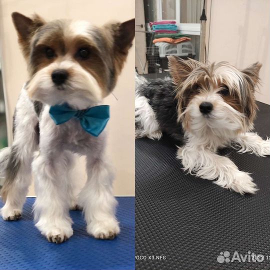 Груминг- стрижка собак