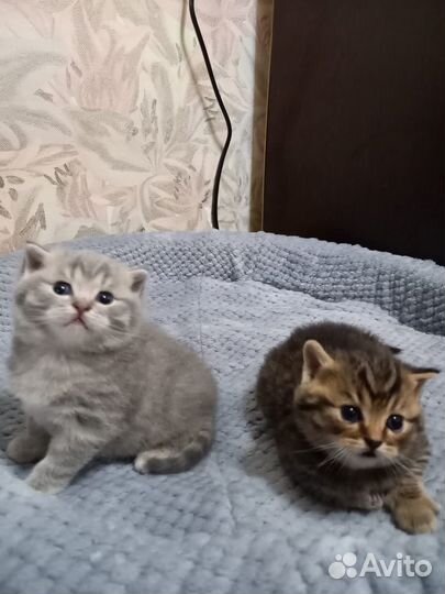 Шотландские котята
