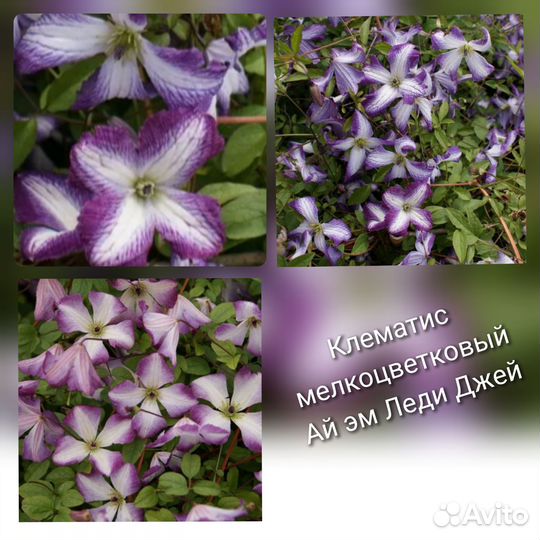 Клематис мелкоцветковый 2 года