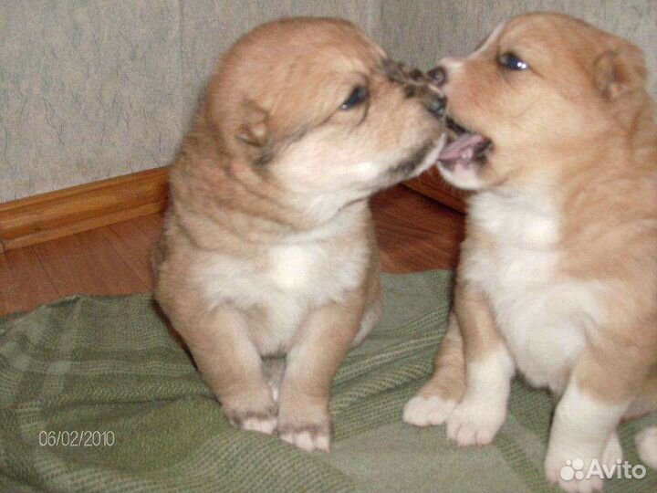 Инструктор по вязке собак