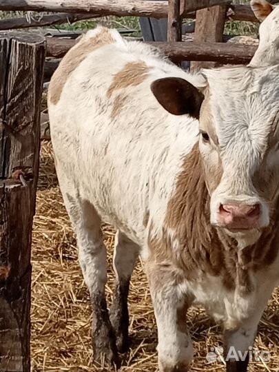 Тёлки, бычки