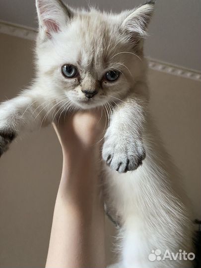 Шотландские котята