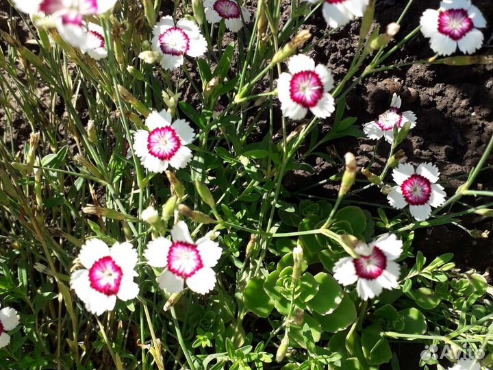 Гвоздика,Дельфиниум