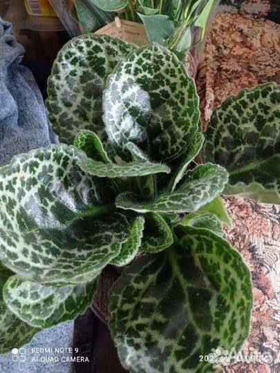 Стрептокарпус Pretty Turtle