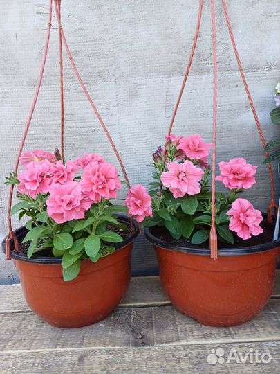 Петуния в подвесных кашпо