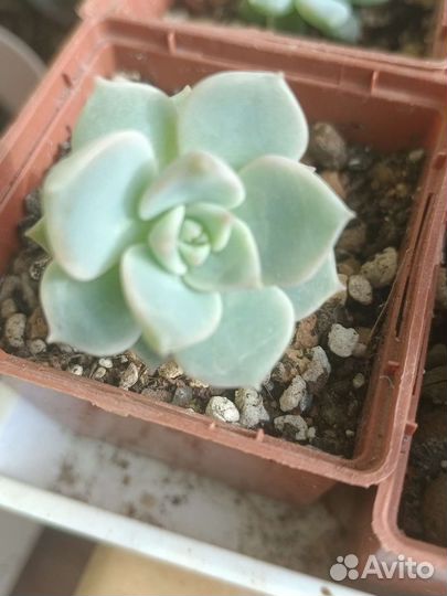 Суккуленты