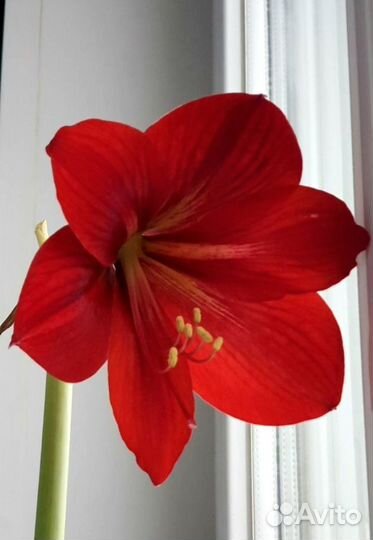 Гиппеаструм