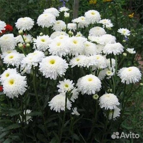 Многолетники.Спирея японская