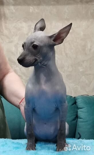 Собака без шерсти-Американский голый терьер