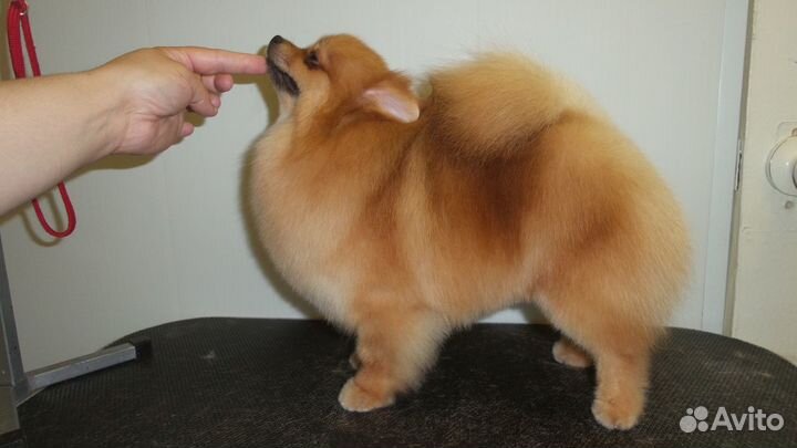 Полный груминг дом. любимцев