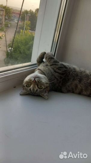 Кошки в добрые руки бесплатно