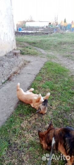 Щенок девочка в добрые руки