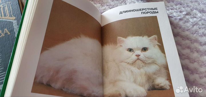 Энциклопедия кошки Джино Пуньетти