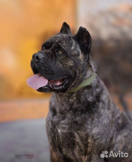 Кобель вязка кане корсо