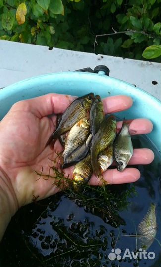 Живец на рыбалку и в пруд