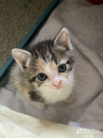 Передержка животных (зооняня для кошек )